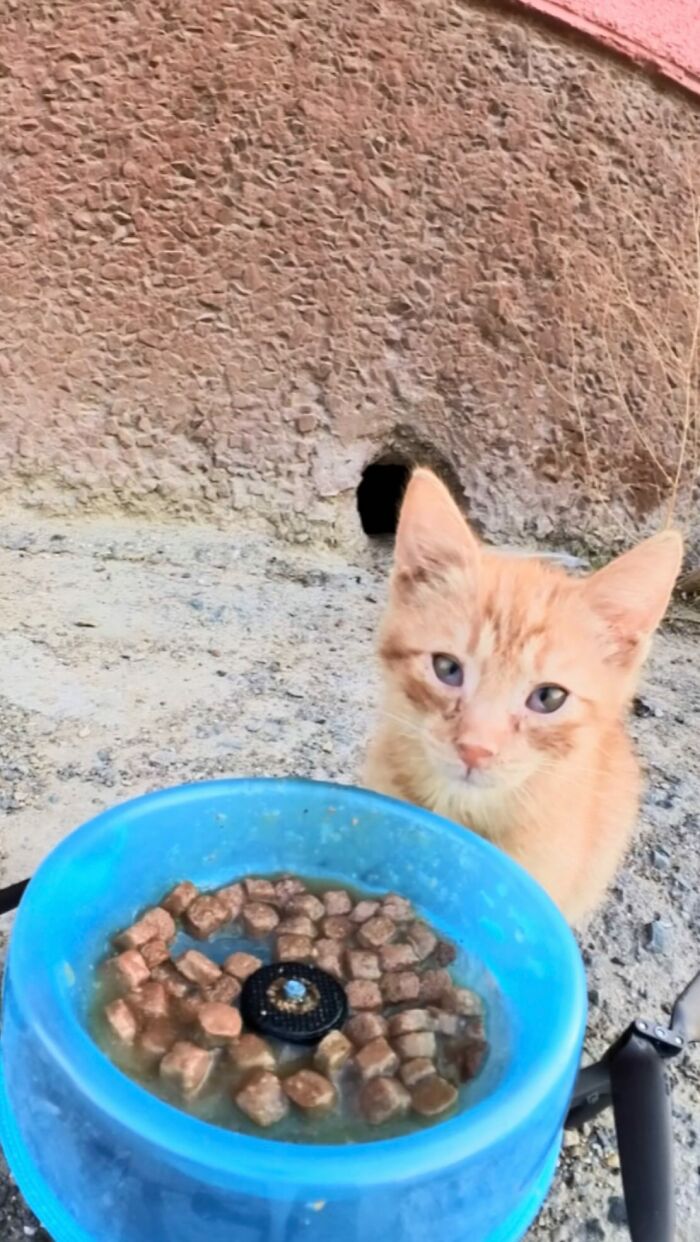 Stray cat near blue bowl filled with food, part of man using RC car and drone to feed stray animals outdoors.