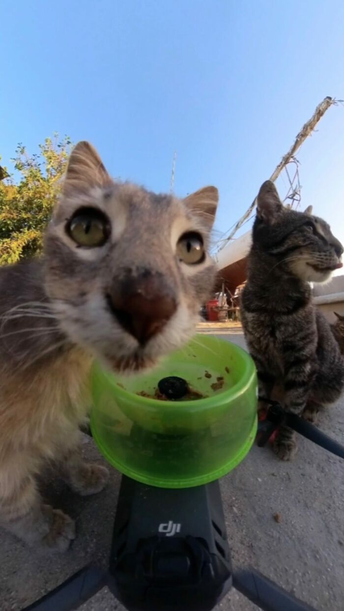 Close-up of stray cats eating from a green bowl placed on a drone used to feed stray animals outdoors.