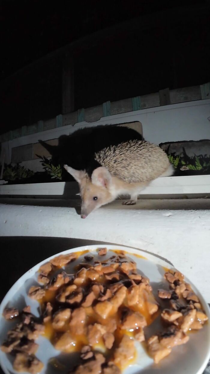Hedgehog near a plate of food at night as part of feeding stray animals using RC car and drone.