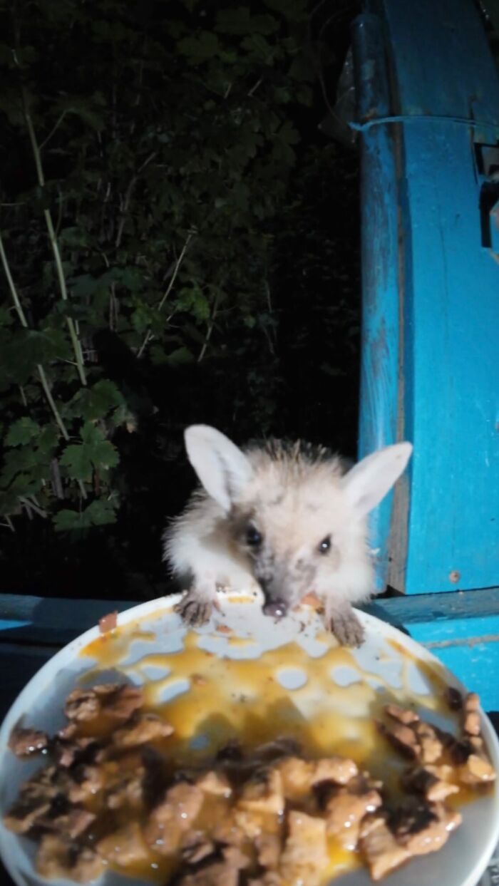 Small wild animal eating food from a plate at night, part of feeding stray animals using RC car and drone.