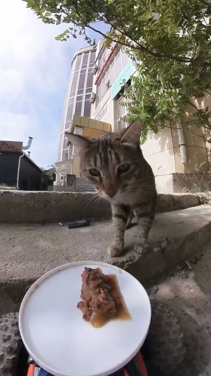 Tabby cat approaching food placed on a plate, part of feeding stray animals using RC car and drone technology outdoors.
