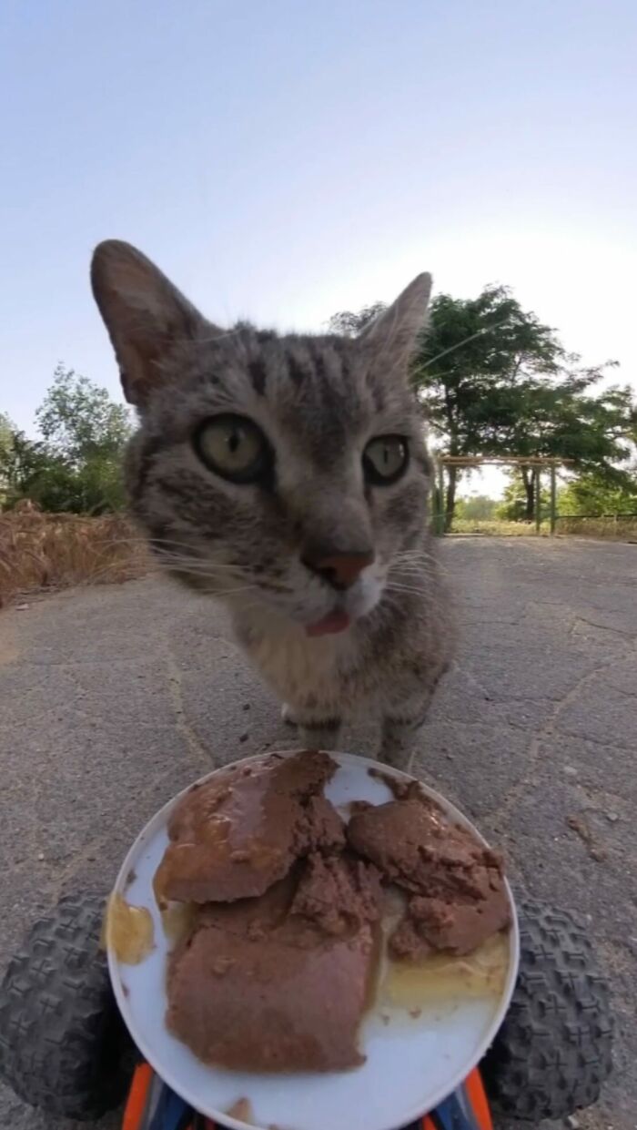 Close-up of a stray cat eating food delivered on an RC car, part of feeding stray animals using RC car and drone.