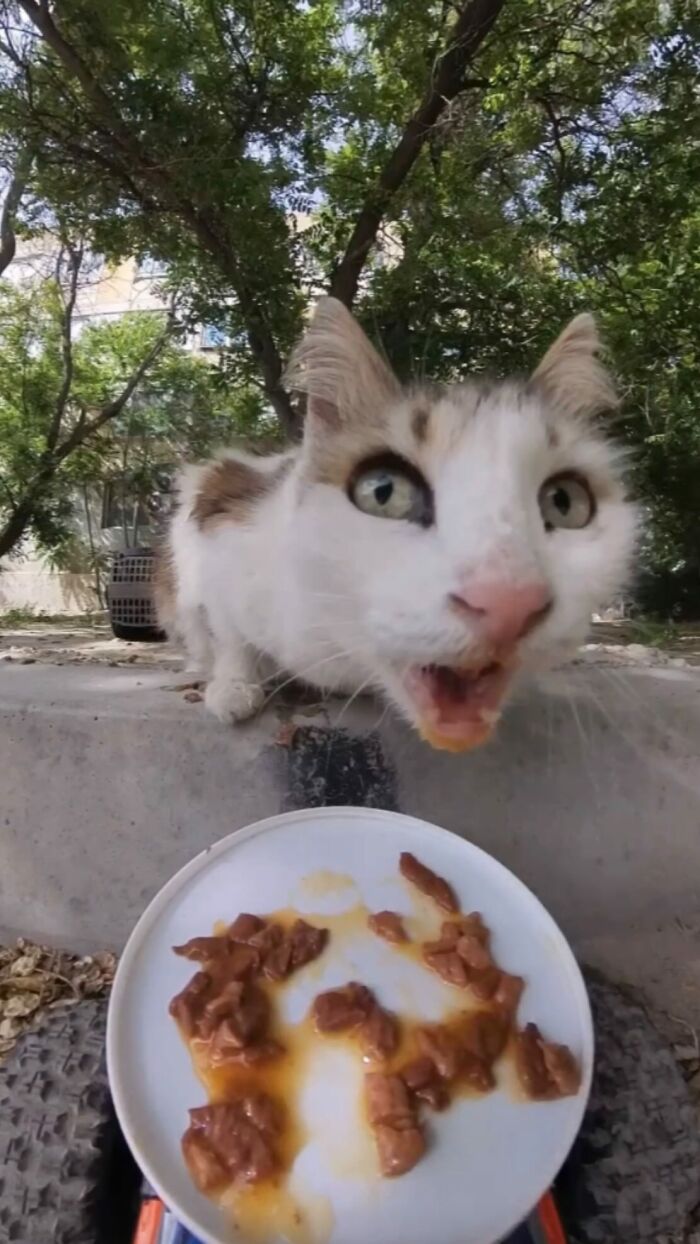 Stray cat eating food from a plate outdoors, part of man using RC car and drone to feed stray animals.