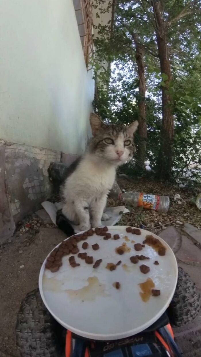 Stray cat eating food from a plate placed on an RC car outdoors near a building and trees.