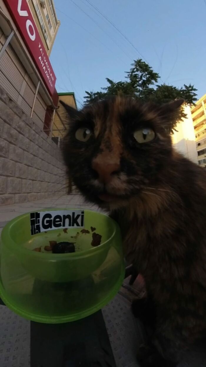 Close-up of a stray cat eating from a green bowl as part of a man using RC car and drone to feed stray animals.