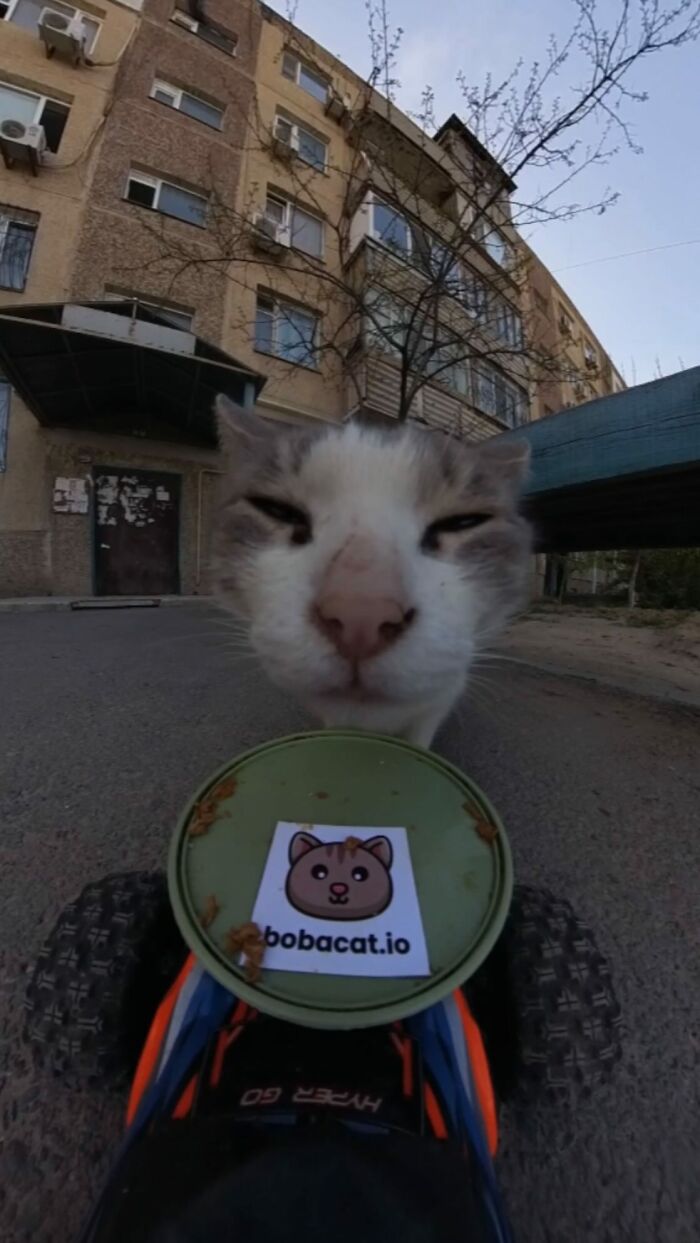 Close-up of a stray cat eating food from an RC car tray as part of feeding stray animals with RC car and drone.