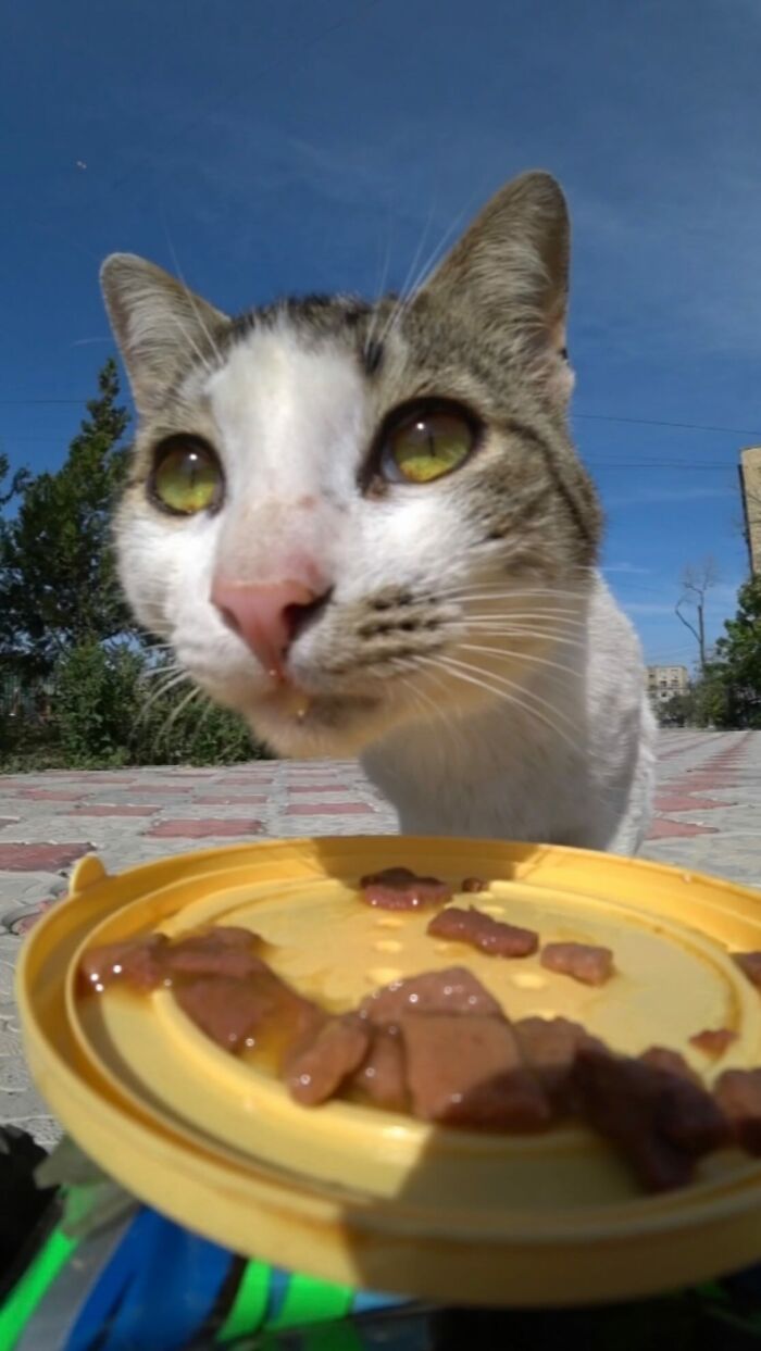 Close-up of a stray cat eating food delivered using RC car and drone to feed stray animals outdoors.