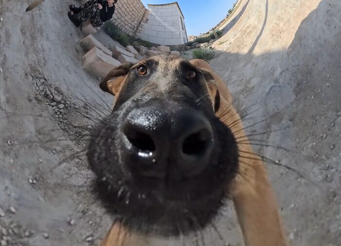 Close-up of a stray dog with a large nose, outdoors near a person using an RC car and drone to feed animals.