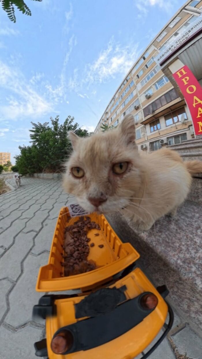Close-up of a stray cat eating from an RC car feeder, showcasing innovative feeding for stray animals.