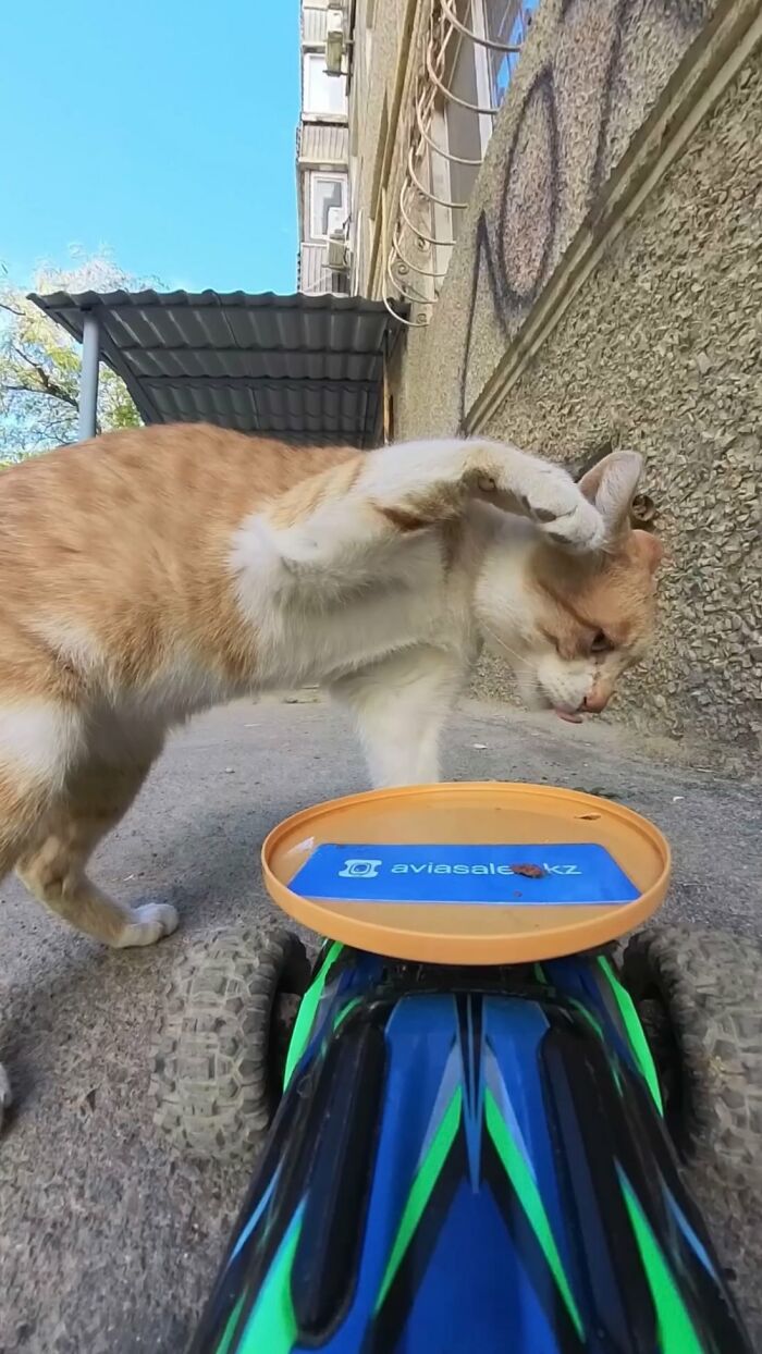 A stray cat interacts with an RC car used by a man to feed stray animals on a city street.