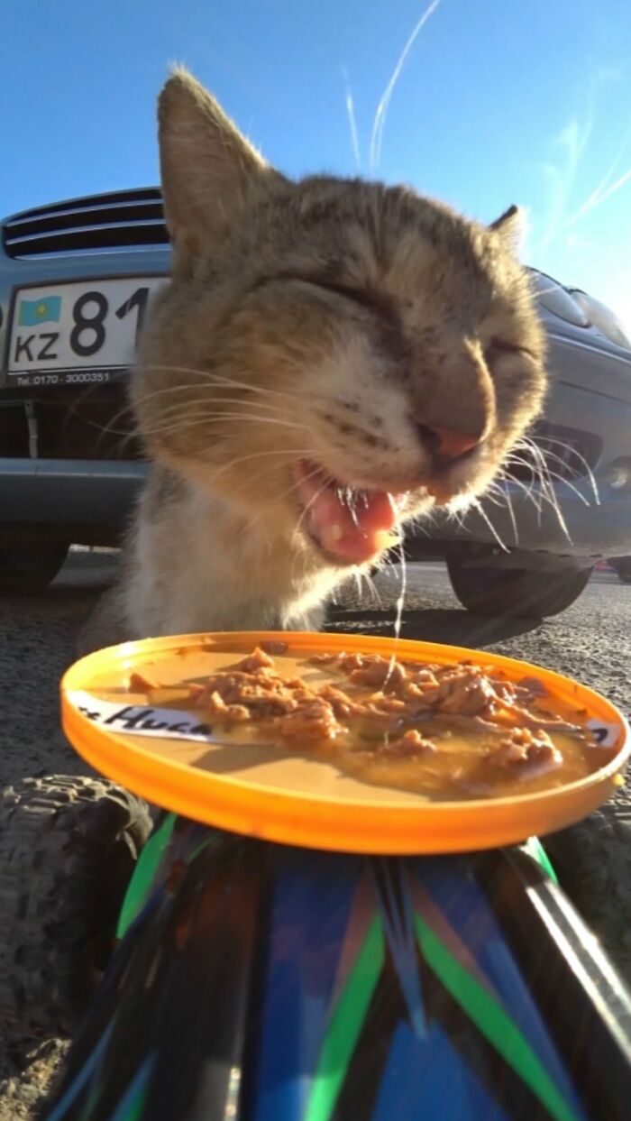 Stray cat eating food placed on an RC car outdoors under clear blue sky in a street setting.