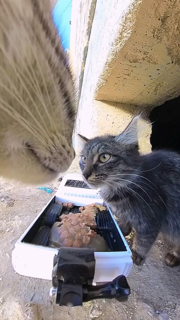 Two stray cats near an RC car used to feed stray animals, set against a concrete background outdoors.