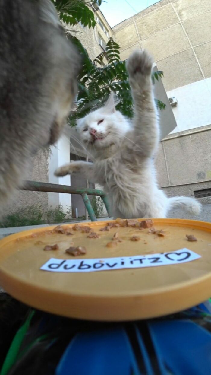 Stray cat reaching for food on a plate placed on an RC car as part of feeding stray animals with drone and RC car.