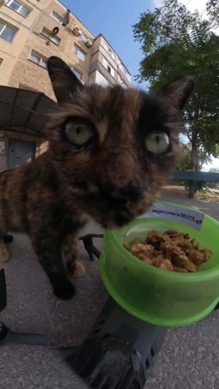 Close-up of a curious cat near a green food bowl placed on an RC car feeding stray animals outdoors.