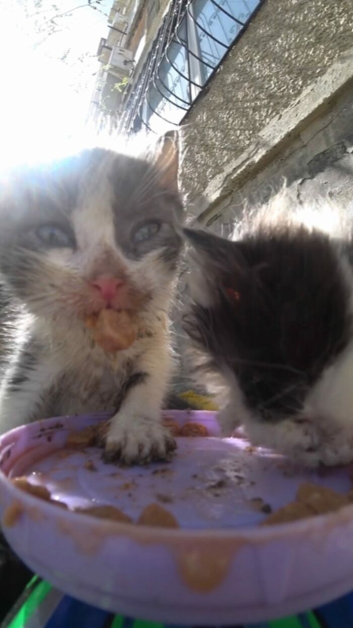 Two stray kittens eating from a purple dish outdoors, highlighting feeding stray animals with RC car and drone.