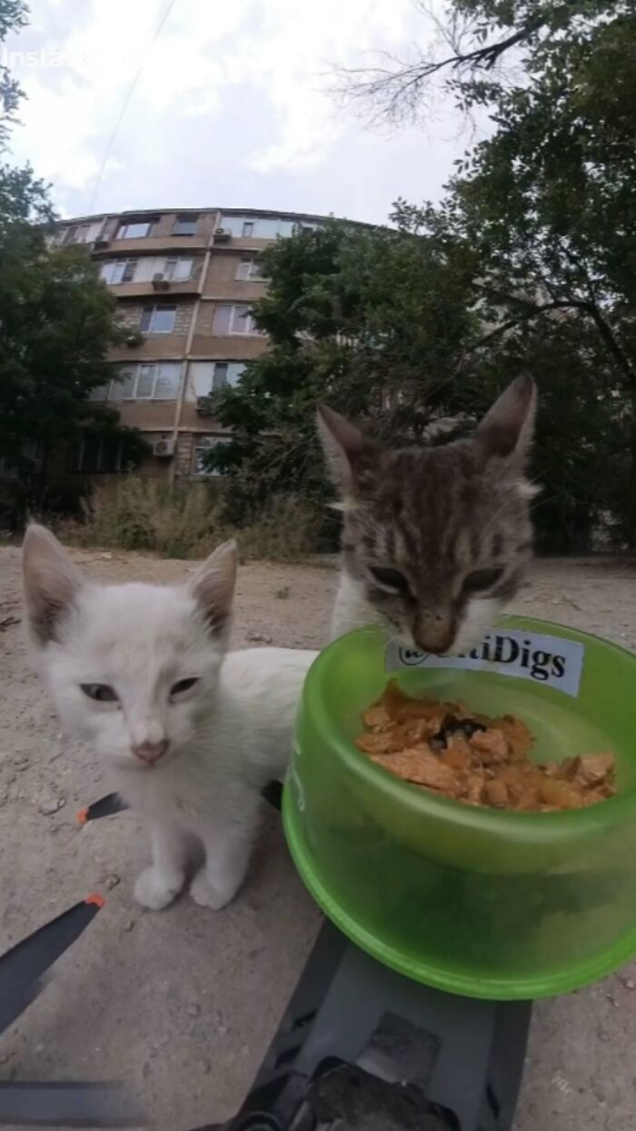 Two stray cats eating from a bowl placed on an RC car outdoors, using drone technology to feed animals.