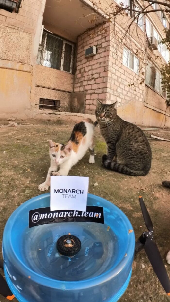 Two stray cats near a drone and RC car setup used to feed animals in an outdoor urban environment.
