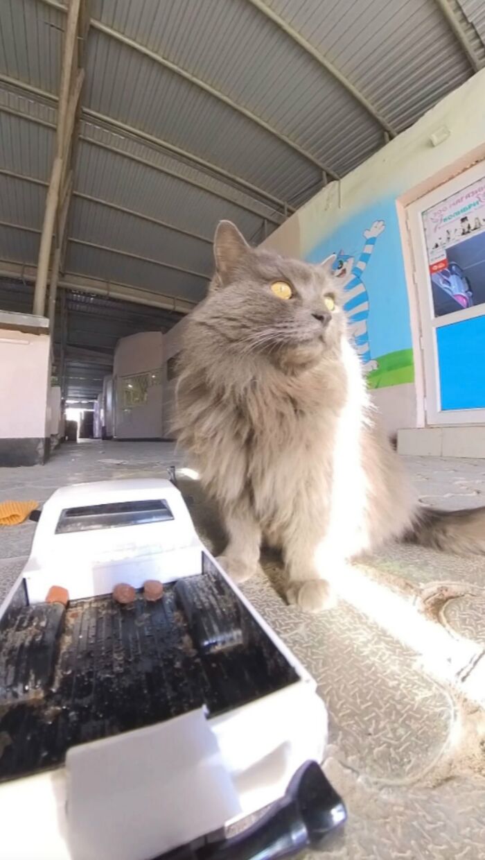 Gray cat next to an RC car carrying food, illustrating man uses RC car and drone to feed stray animals indoors.