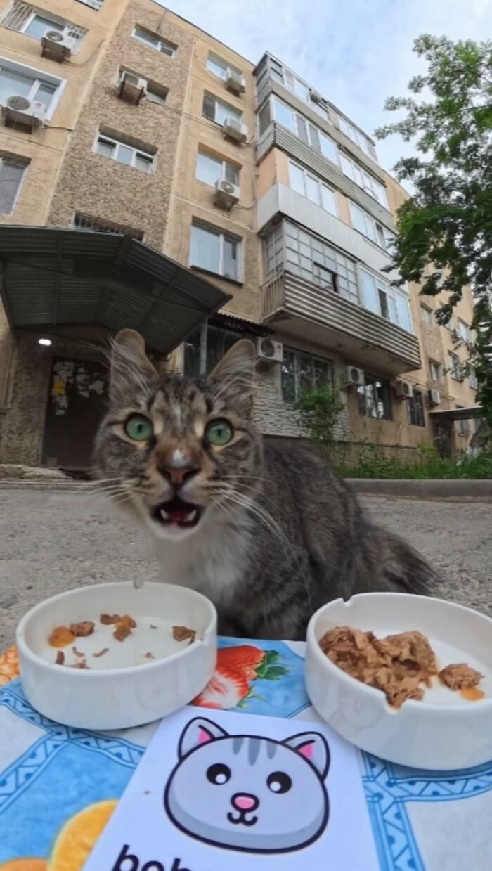 Tabby cat eating from bowls outside a building, part of RC car and drone feeding stray animals initiative.