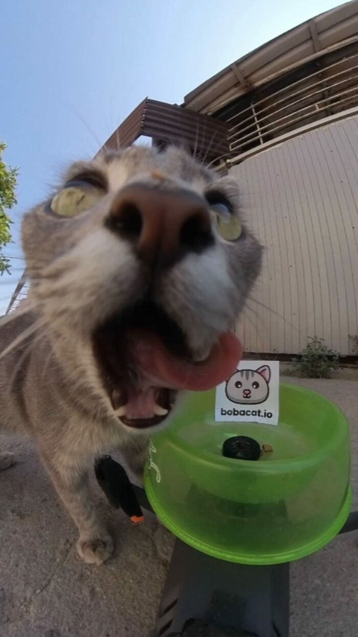 Close-up of a cat licking near a food bowl as part of using RC car and drone to feed stray animals outdoors.