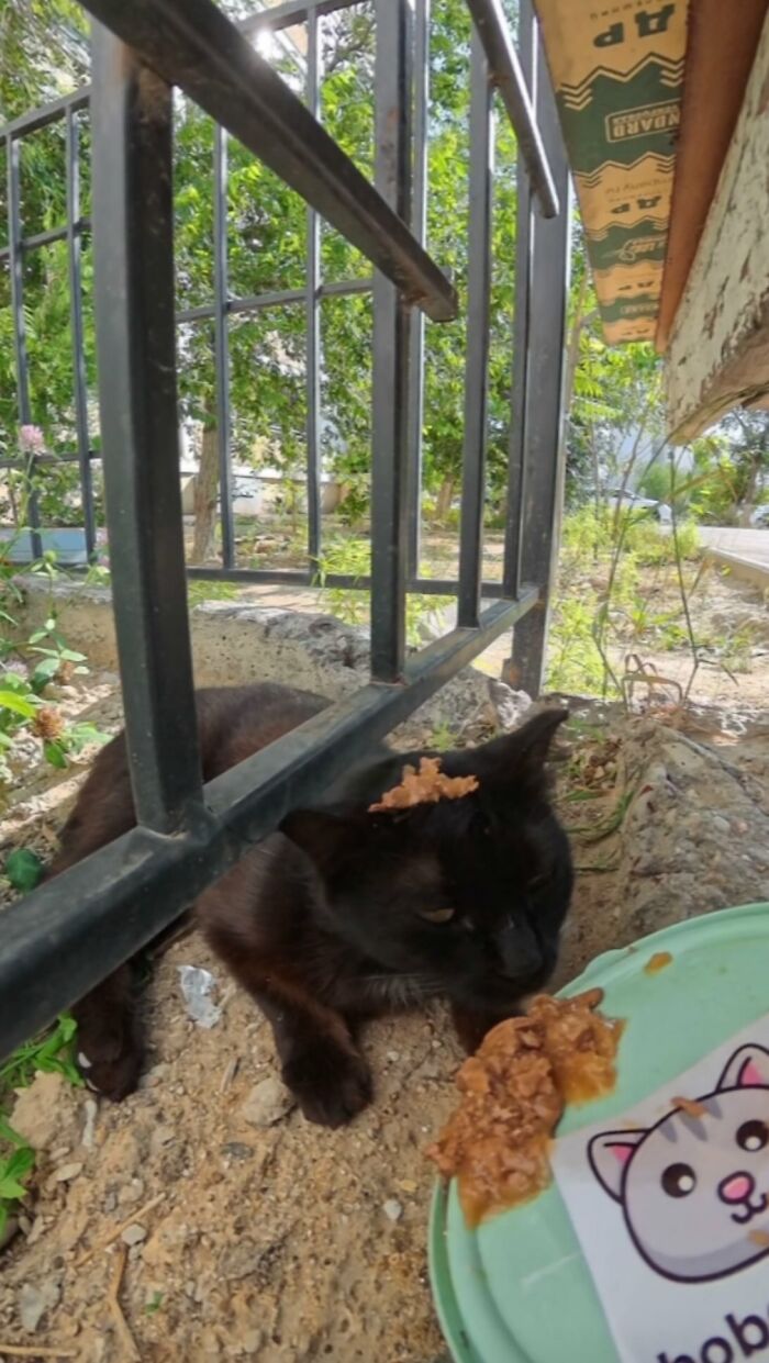 Black stray cat eating food from a plate outdoors, part of man uses RC car and drone to feed stray animals.
