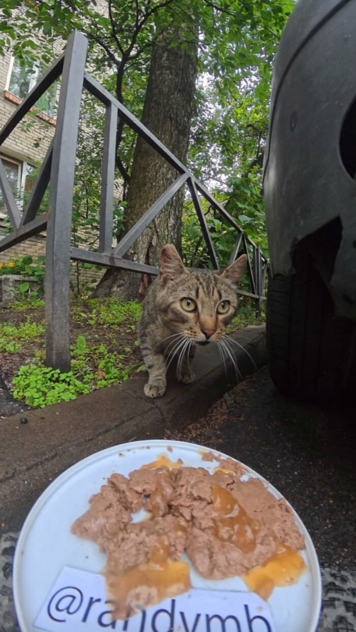 Tabby cat approaching a plate of food left outside, part of a man using RC car and drone to feed stray animals.