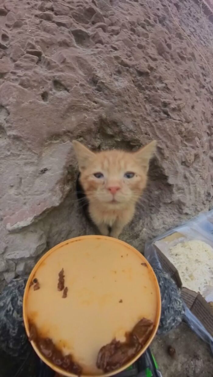Stray orange cat peeking from wall hole near food bowl, part of man using RC car and drone to feed stray animals.