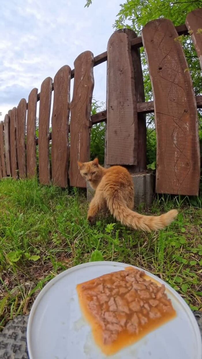 Orange stray cat near wooden fence looking at wet food on a plate, part of feeding stray animals with RC car and drone.
