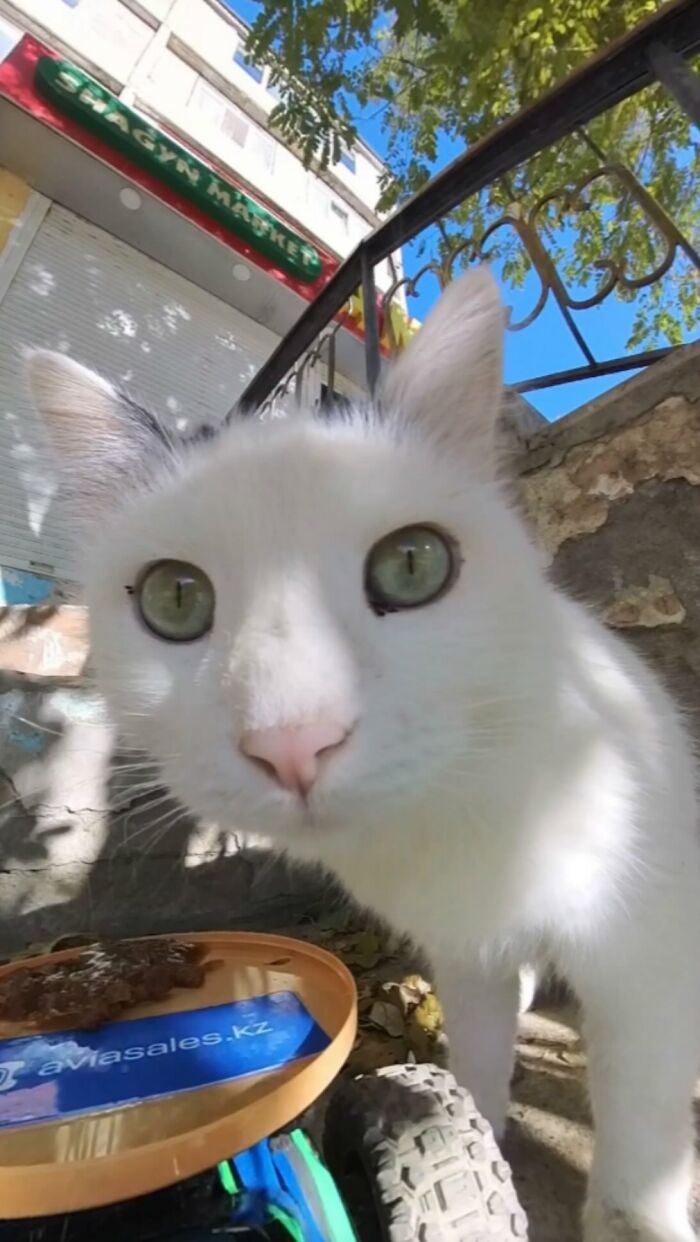 Close-up of a white cat near an RC car used to feed stray animals in an outdoor urban setting on a sunny day