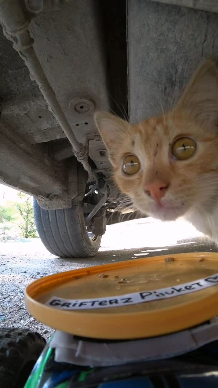 Curious stray cat near an RC car used to feed animals under a vehicle in an outdoor setting.