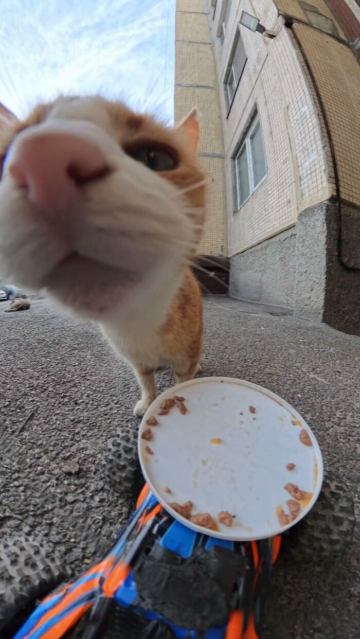 Close-up of a stray cat eating from a plate on an RC car in an urban setting feeding stray animals with drone and RC car.