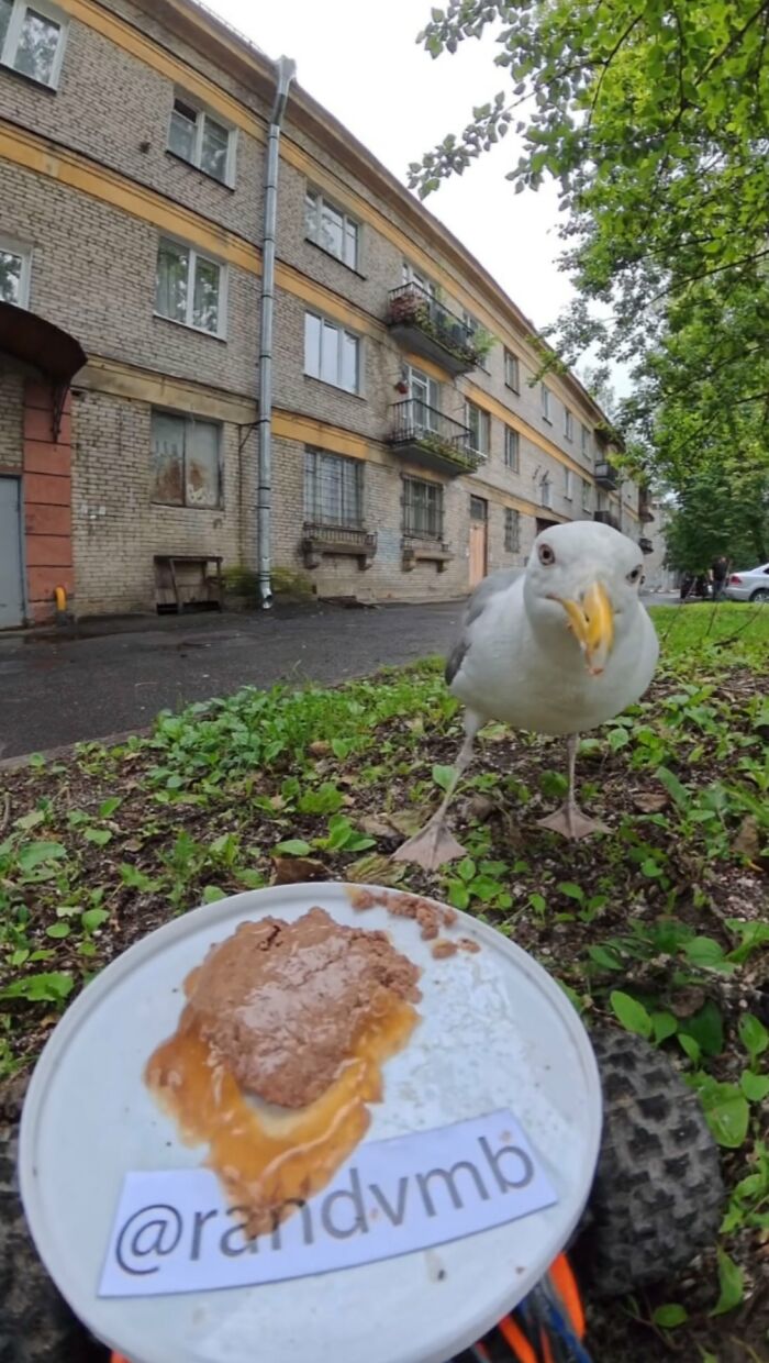 Seagull approaching food placed on ground near urban building, part of man using RC car and drone to feed stray animals.