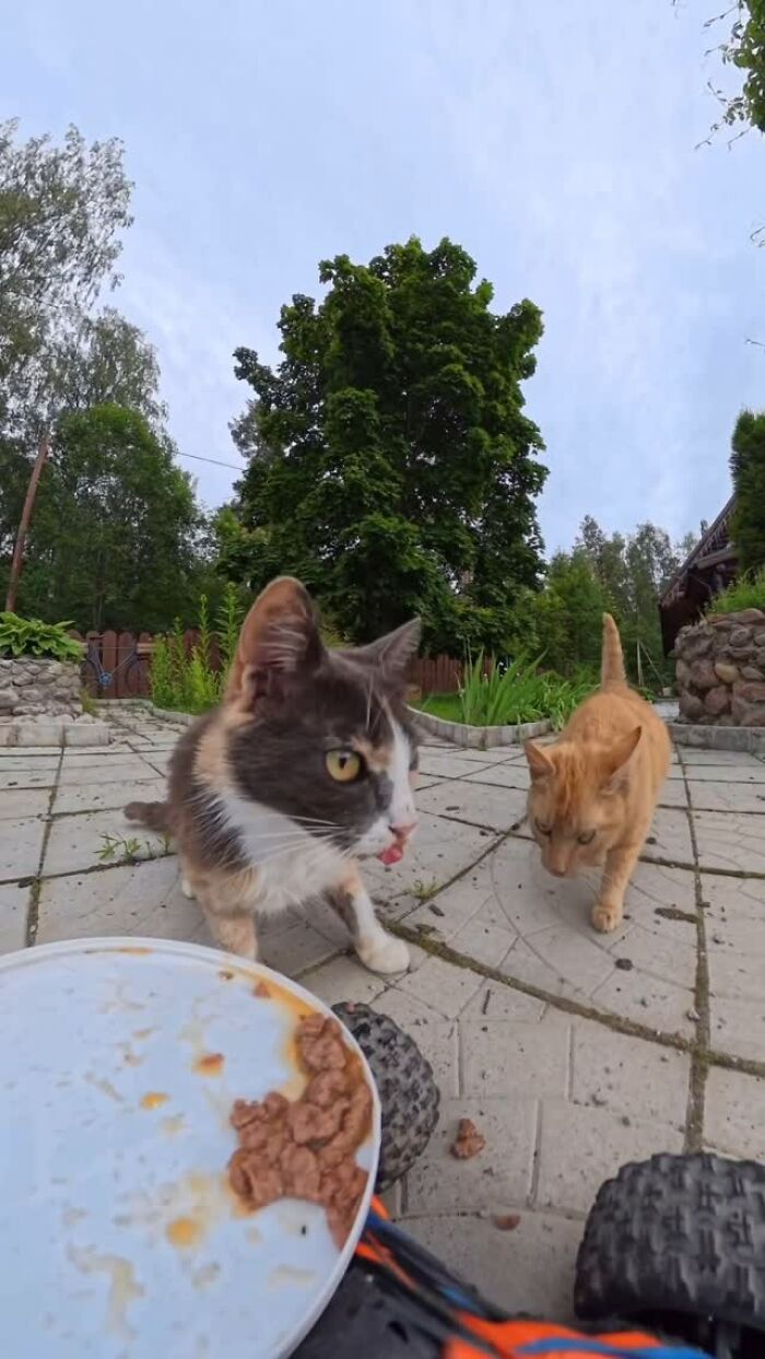 Two stray cats eating food from an RC car as part of feeding stray animals using RC car and drone.