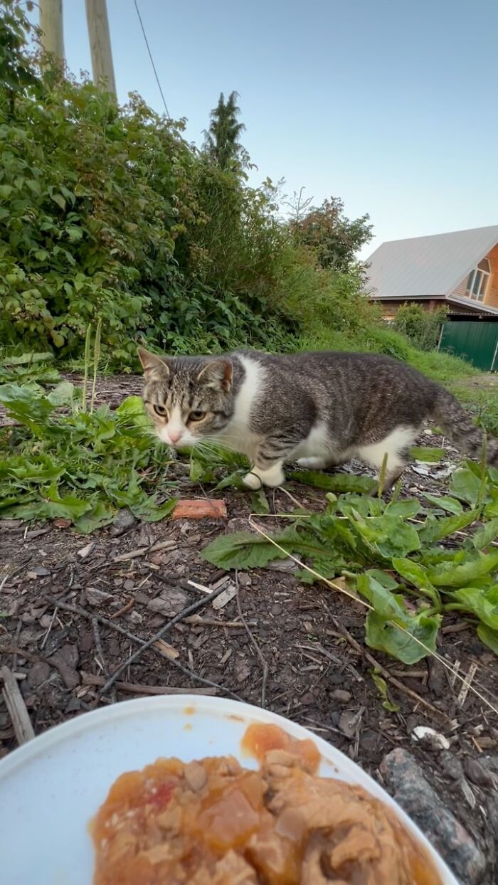 Stray cat approaching food on a plate outdoors, part of man uses RC car and drone to feed stray animals project.