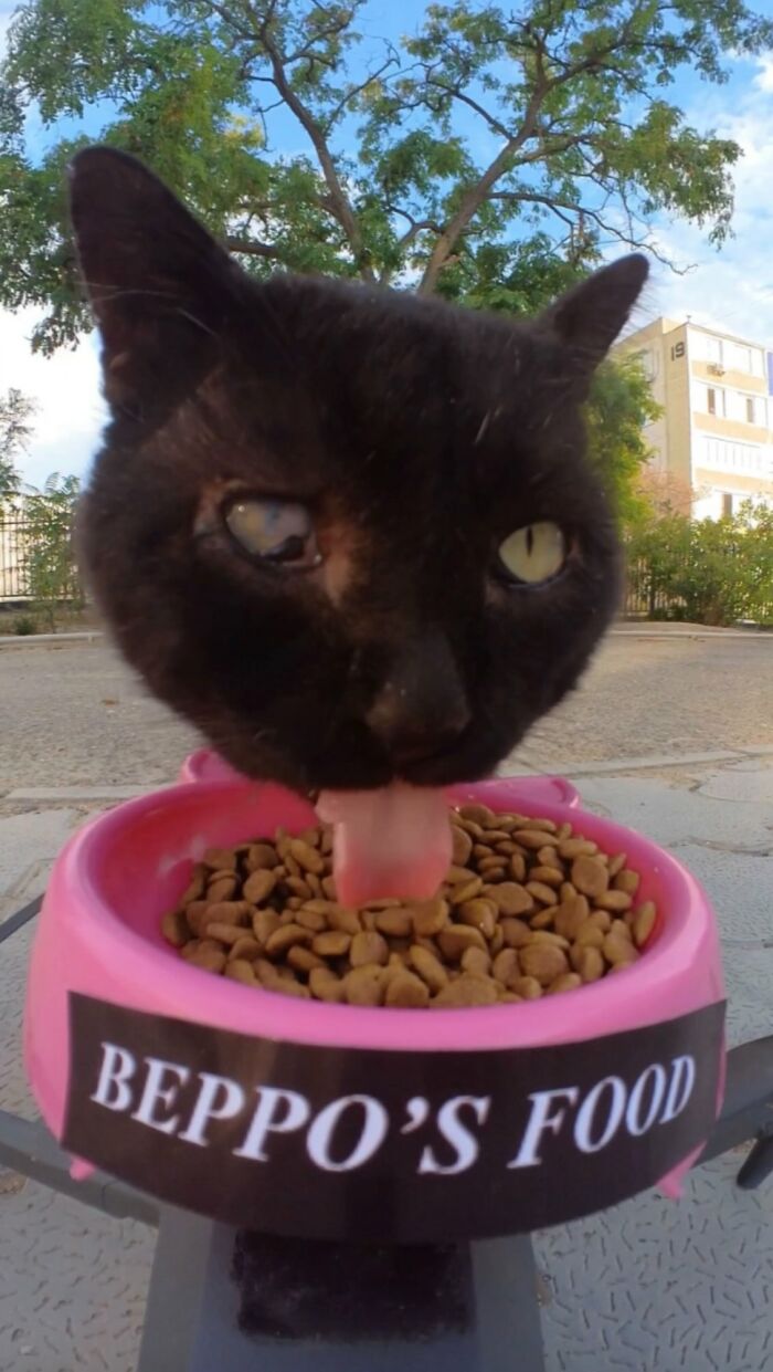 Close-up of a stray cat eating from a pink food bowl set outdoors, part of feeding stray animals using RC car and drone.