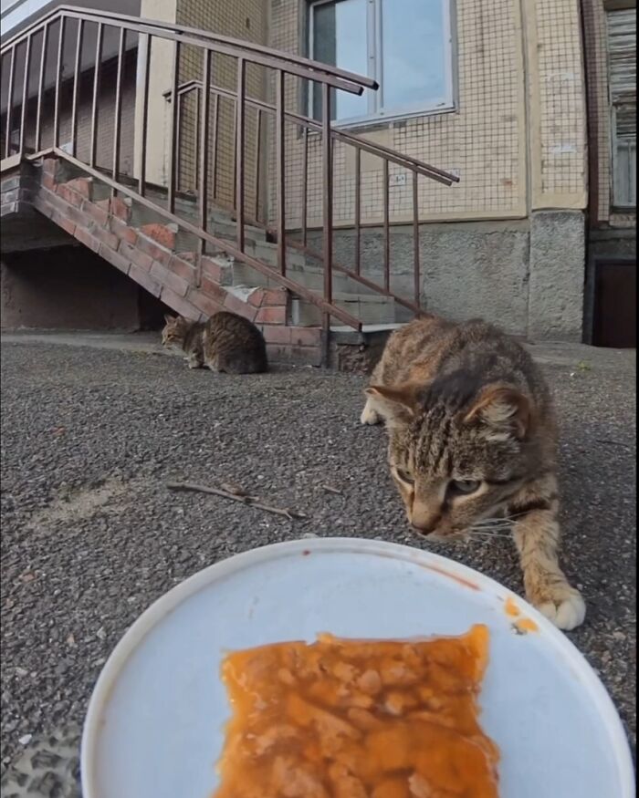 Stray cats cautiously approaching food on a plate, part of a man using RC car and drone to feed stray animals.