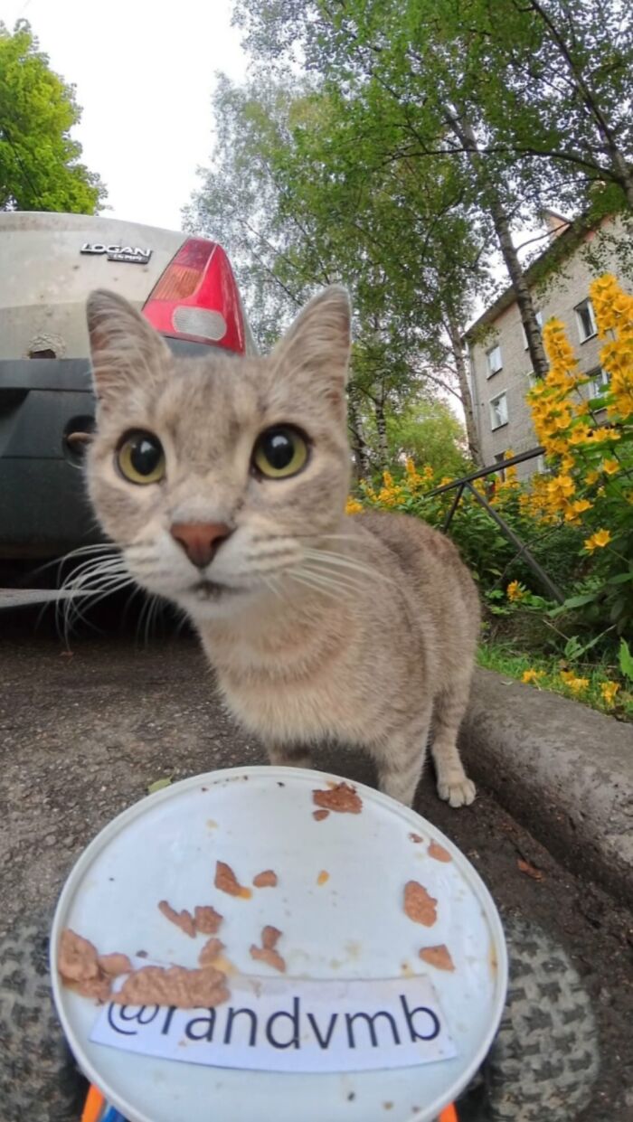 Close-up of a stray cat eating food outdoors, part of man using RC car and drone to feed stray animals effort.