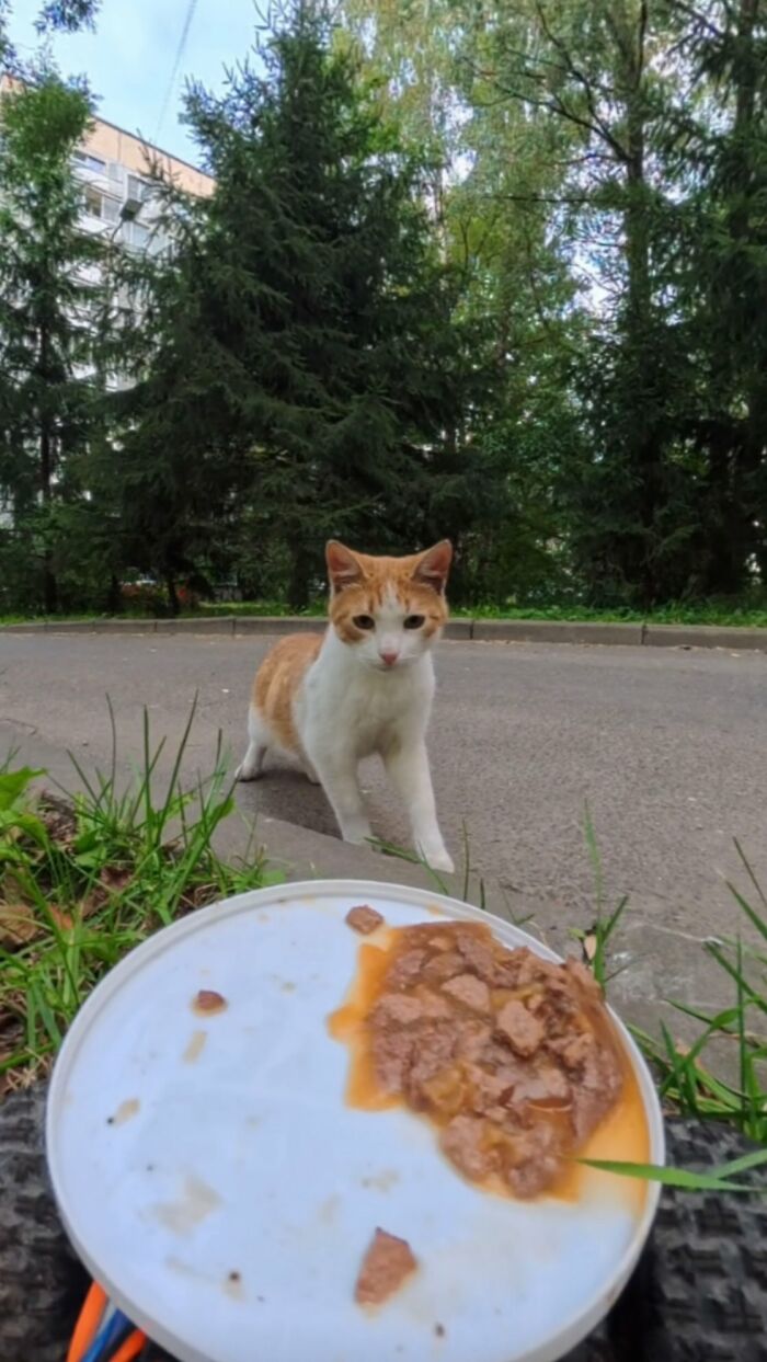 Orange and white cat approaching wet food placed on the ground using RC car and drone to feed stray animals outdoors.
