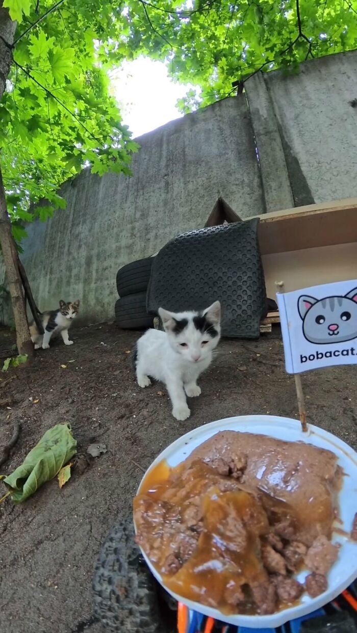 Small stray cats near outdoor feeding station with wet cat food, highlighting RC car and drone used to feed stray animals.