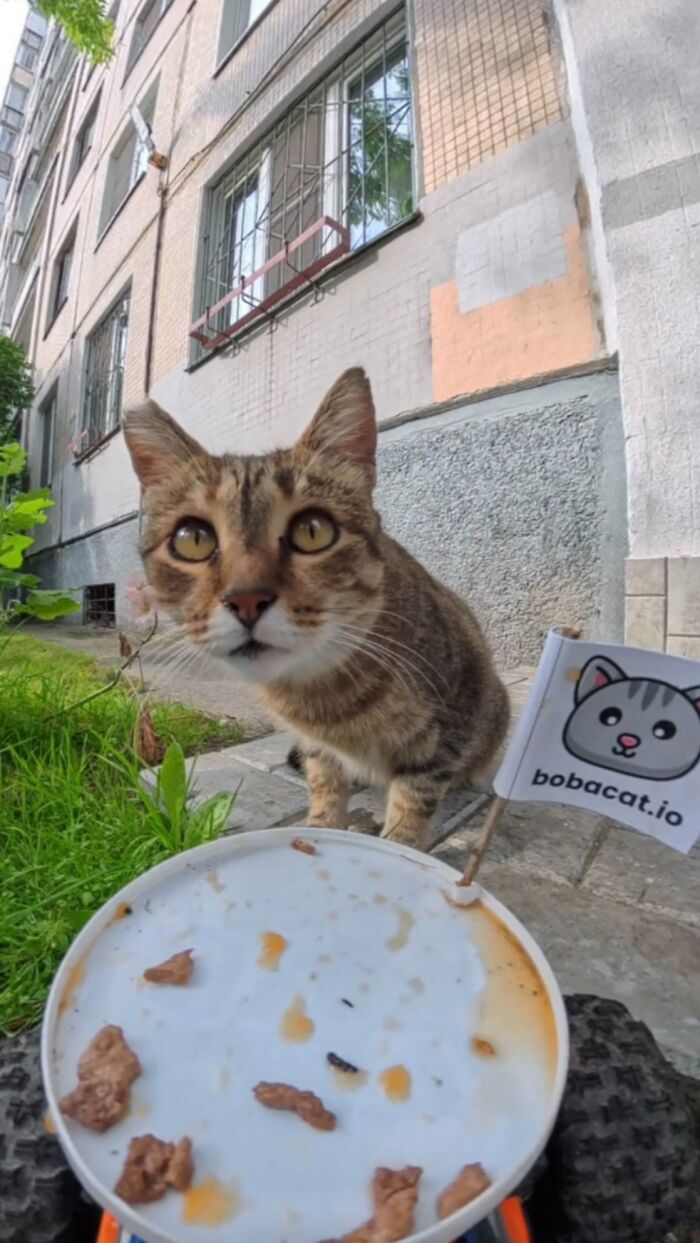Close-up of a stray cat eating food delivered by an RC car in an urban outdoor setting.