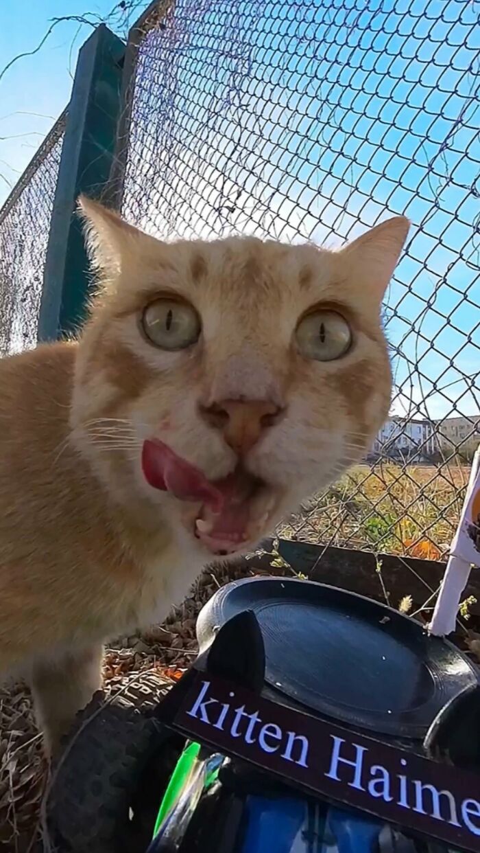 Close-up of a stray cat licking its lips near an RC car used by a man to feed stray animals outdoors.