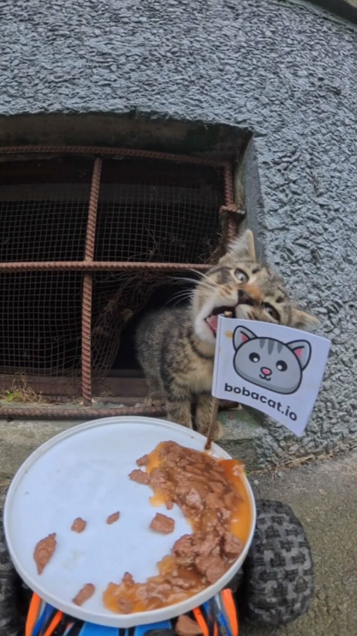 Tabby cat eating food from a plate on an RC car used by man to feed stray animals outside a building.