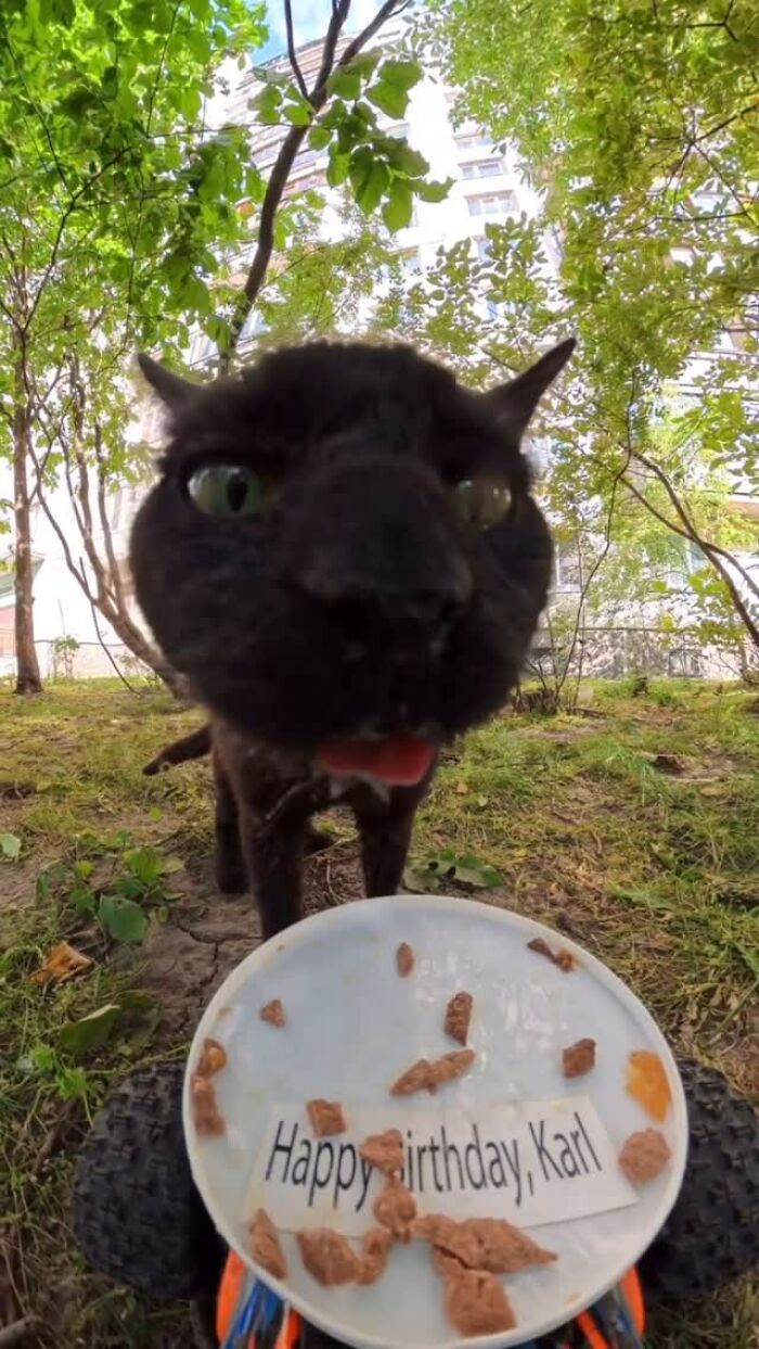 Close-up of a stray black cat eating food from an RC car plate, part of a man using RC car and drone to feed animals.