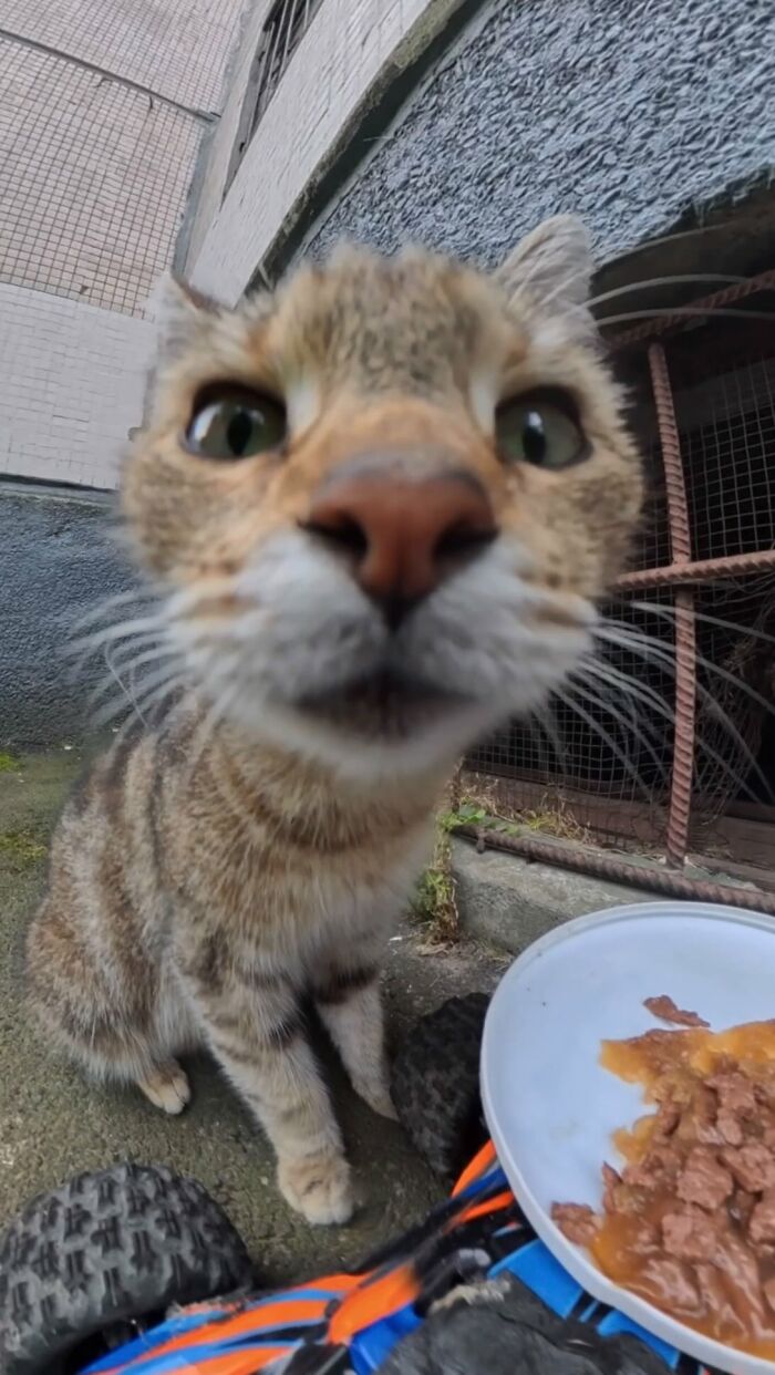 Close-up of a curious stray cat near RC car delivering food, part of a man’s effort to feed stray animals using RC car and drone.