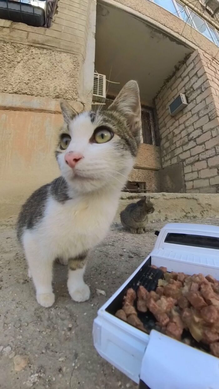 Close-up of stray cat near RC car filled with food, highlighting feeding stray animals using RC car and drone technology.