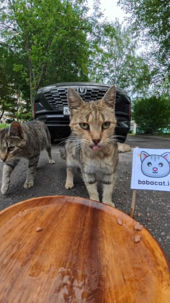 Stray cats approach food on a wooden plate outdoors, part of a man using RC car and drone to feed stray animals.