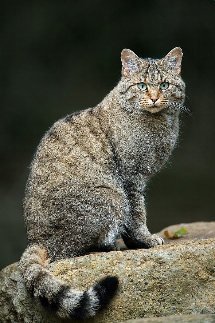Wildcat with striped fur sitting on a rock, illustrating odd and funny names for groups of animals concept.