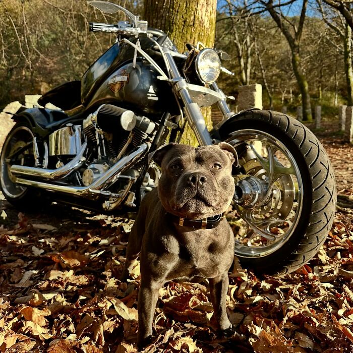 A dog stands beside a custom motorcycle capsule in a wooded area covered with fallen leaves. A dog stands beside a custom motorcycle capsule in a wooded area covered with fallen leaves.