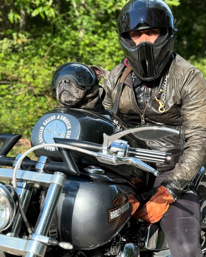 Dog wearing goggles in a custom motorcycle capsule riding with motorcyclist on a Harley-Davidson on a sunny day. Dog wearing goggles in a custom motorcycle capsule riding with motorcyclist on a Harley-Davidson on a sunny day.