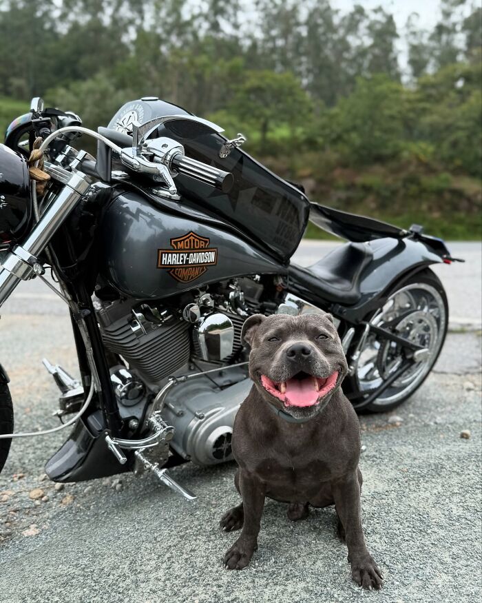 Smiling dog sitting next to a custom Harley-Davidson motorcycle on an open road with green trees in the background. Smiling dog sitting next to a custom Harley-Davidson motorcycle on an open road with green trees in the background.
